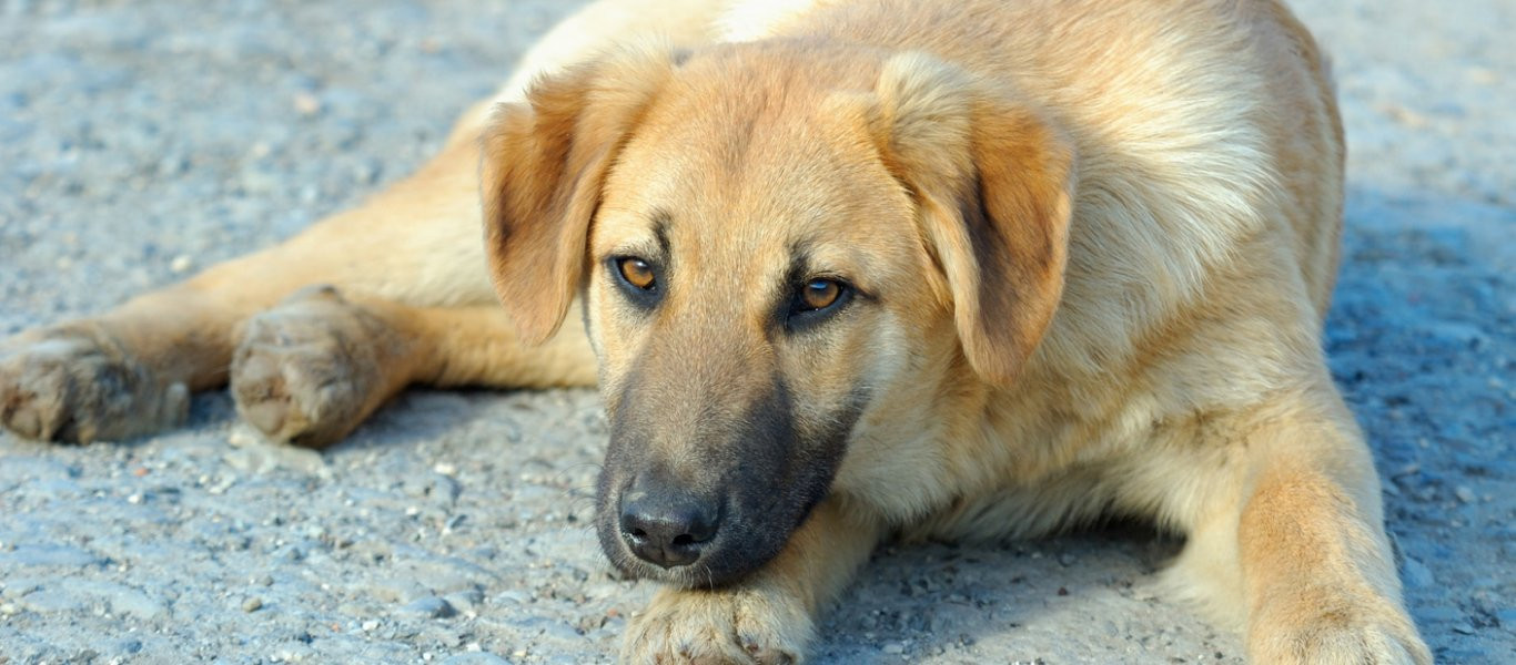 Δηλητηριάστηκαν αδέσποτα στη Λάρισα - Οι καταγγελίες φιλοζωικής